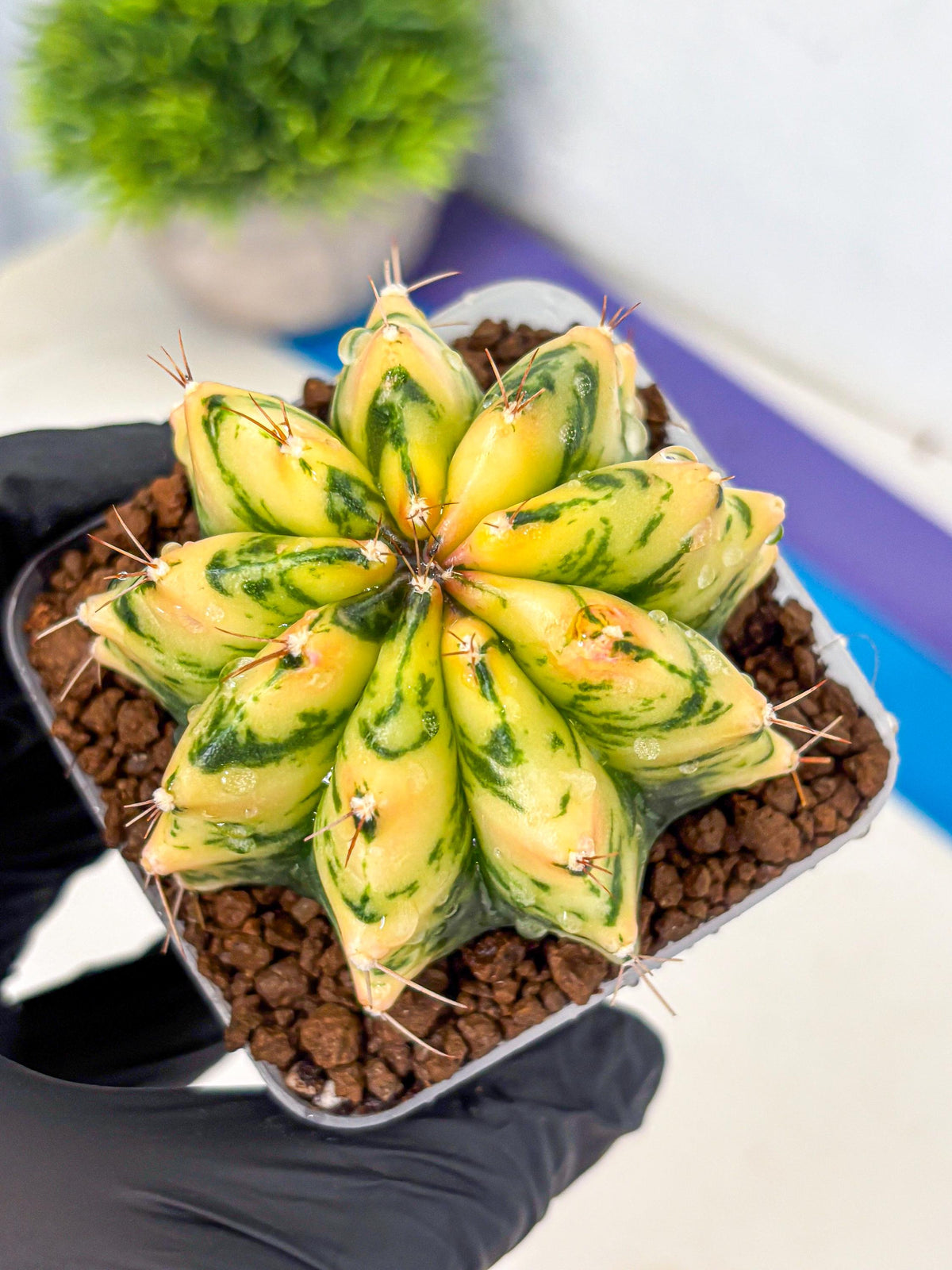 Gymnocalycium Stella (gy6) (y2) | Rare Hybrid cactus