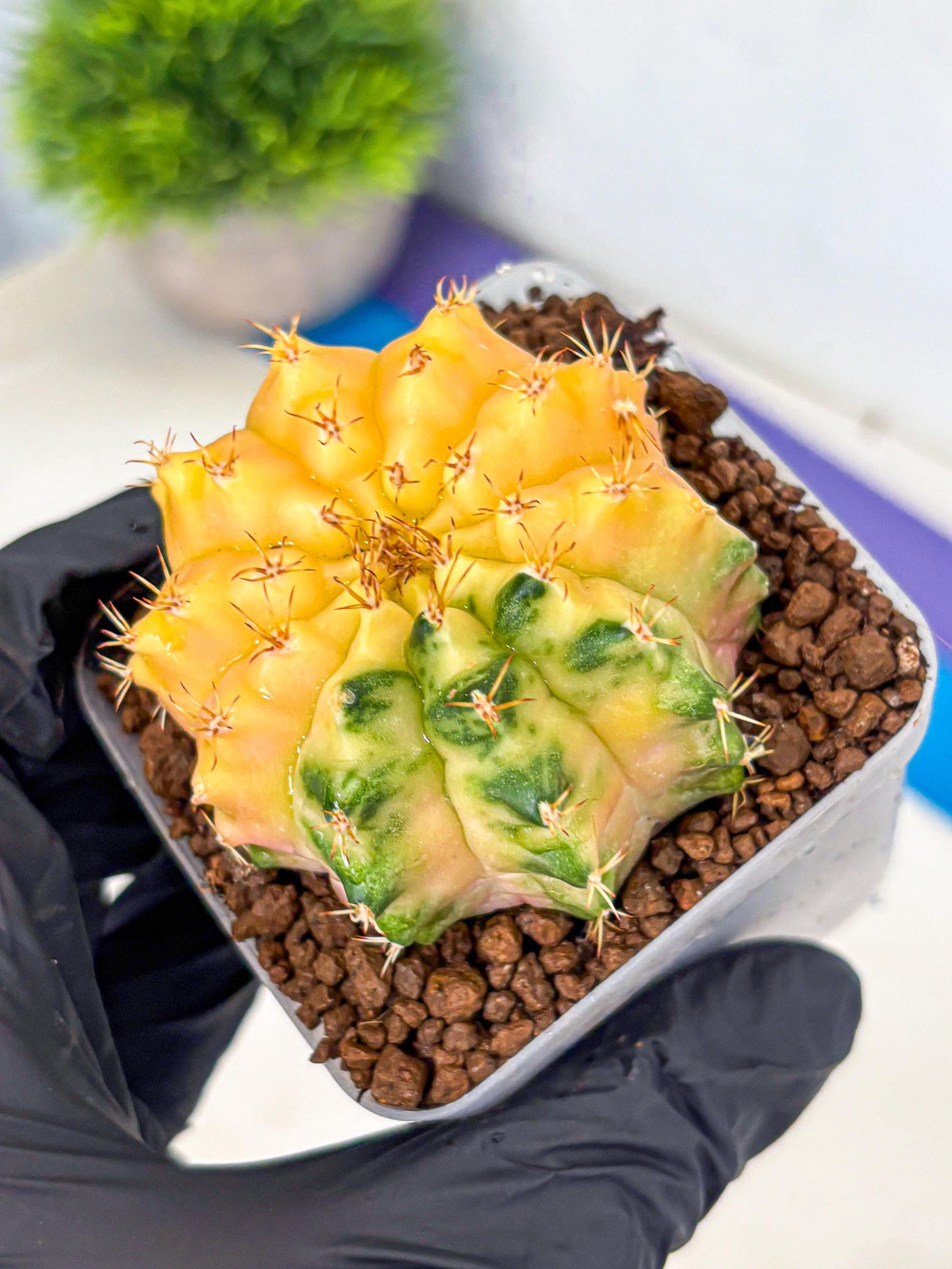 Gymnocalycium Moon Crown (gy6) (y7) | Hybrid cactus