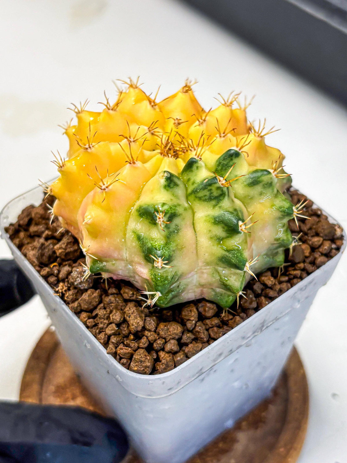 Gymnocalycium Moon Crown (gy6) (y7) | Hybrid cactus