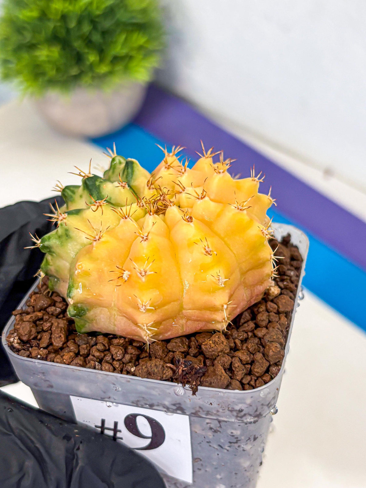 Gymnocalycium Moon Crown (gy6) (y7) | Hybrid cactus
