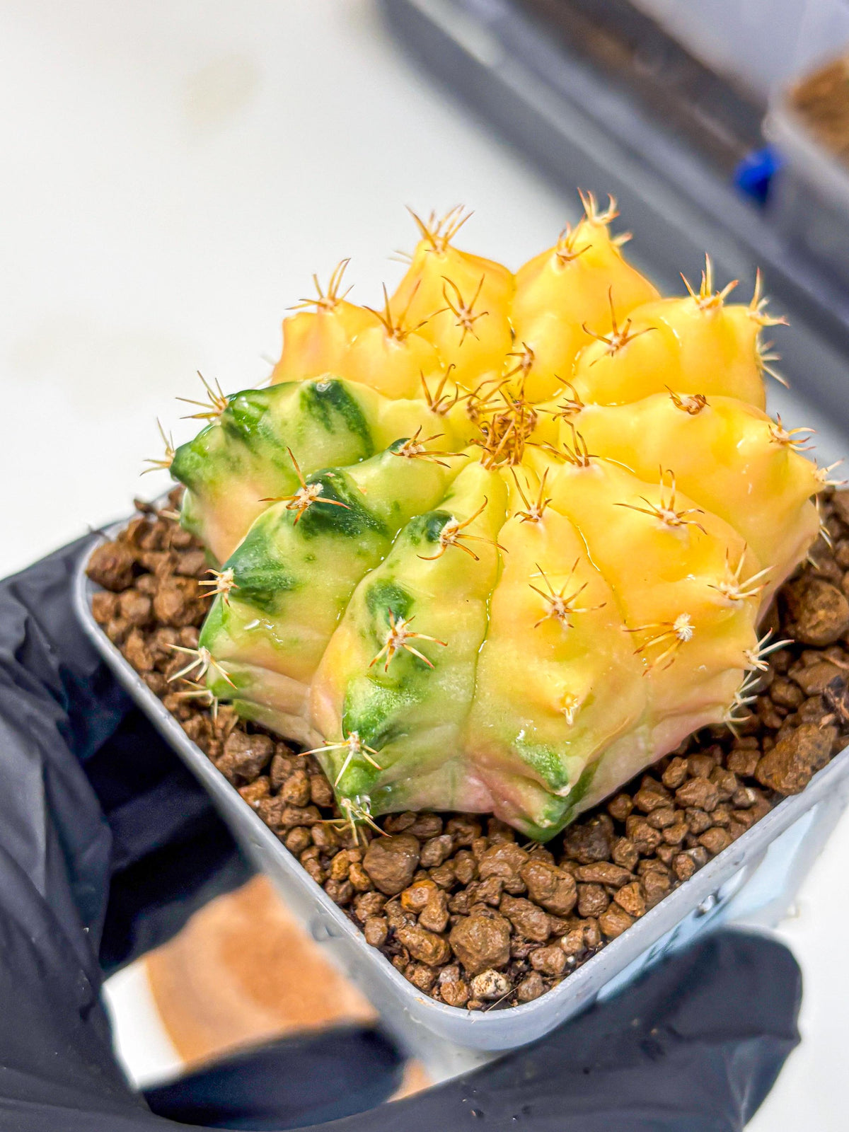 Gymnocalycium Moon Crown (gy6) (y7) | Hybrid cactus