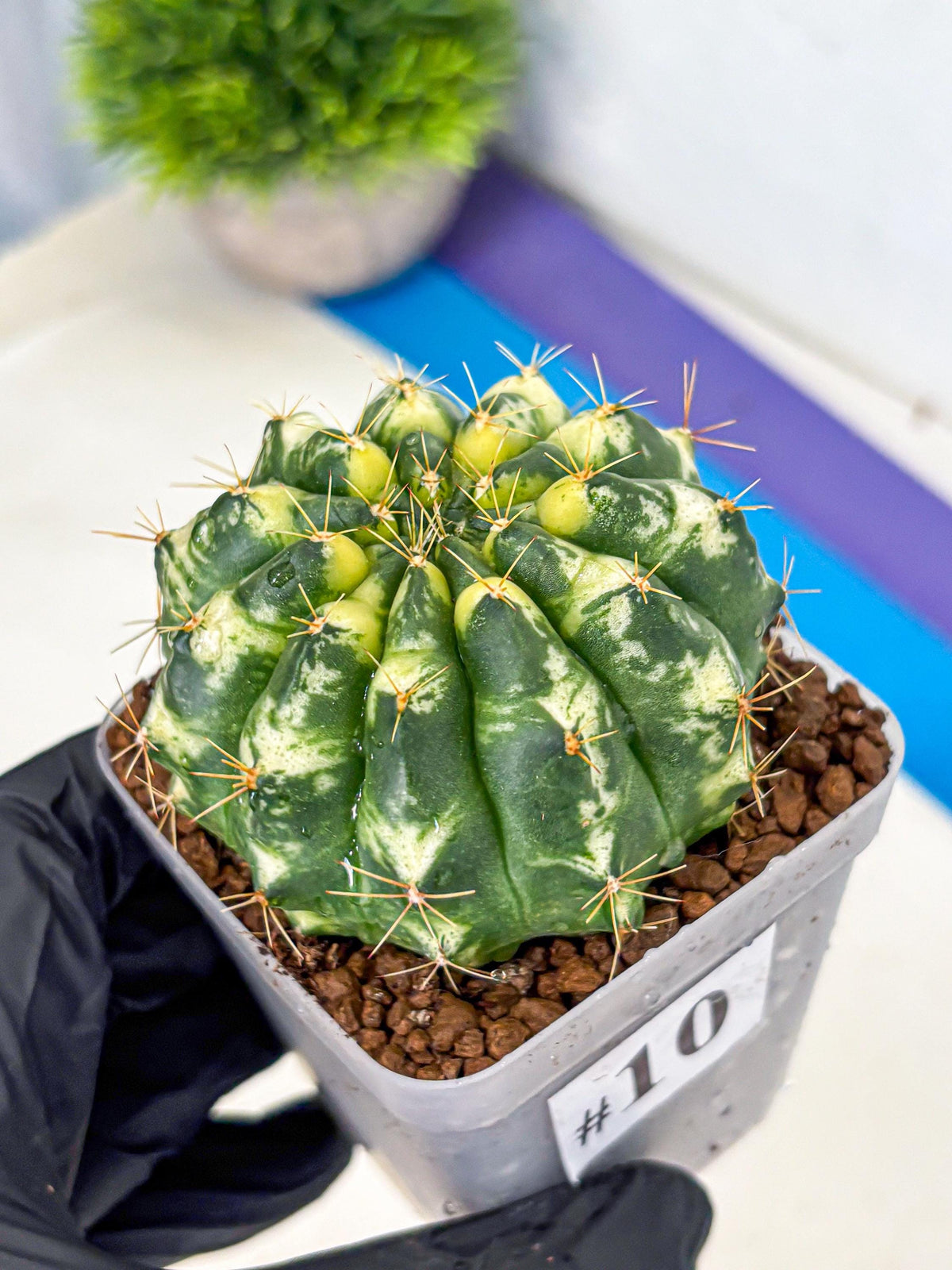Gymnocalycium Cat Eye (gy6) (b3) | Special Hybrid cactus