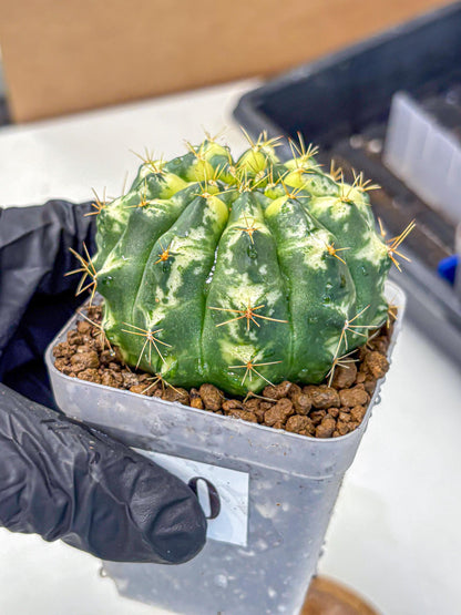 Gymnocalycium Cat Eye (gy6) (b3) | Special Hybrid cactus