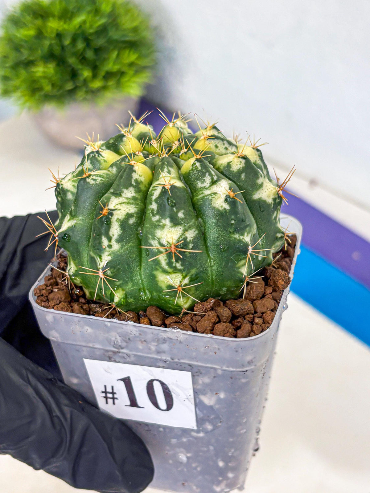 Gymnocalycium Cat Eye (gy6) (b3) | Special Hybrid cactus