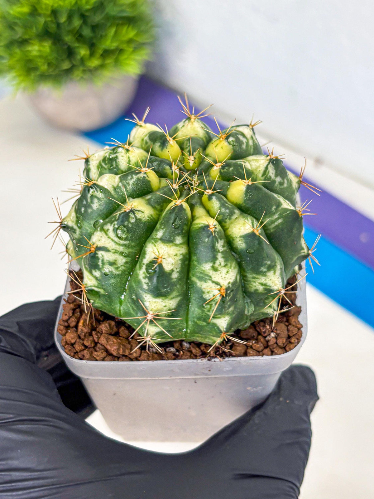 Gymnocalycium Cat Eye (gy6) (b3) | Special Hybrid cactus
