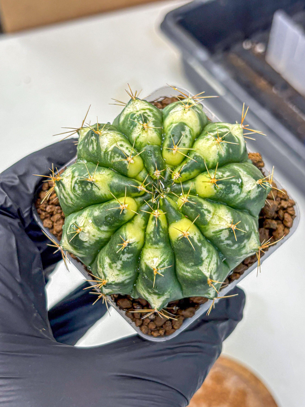 Gymnocalycium Cat Eye (gy6) (b3) | Special Hybrid cactus