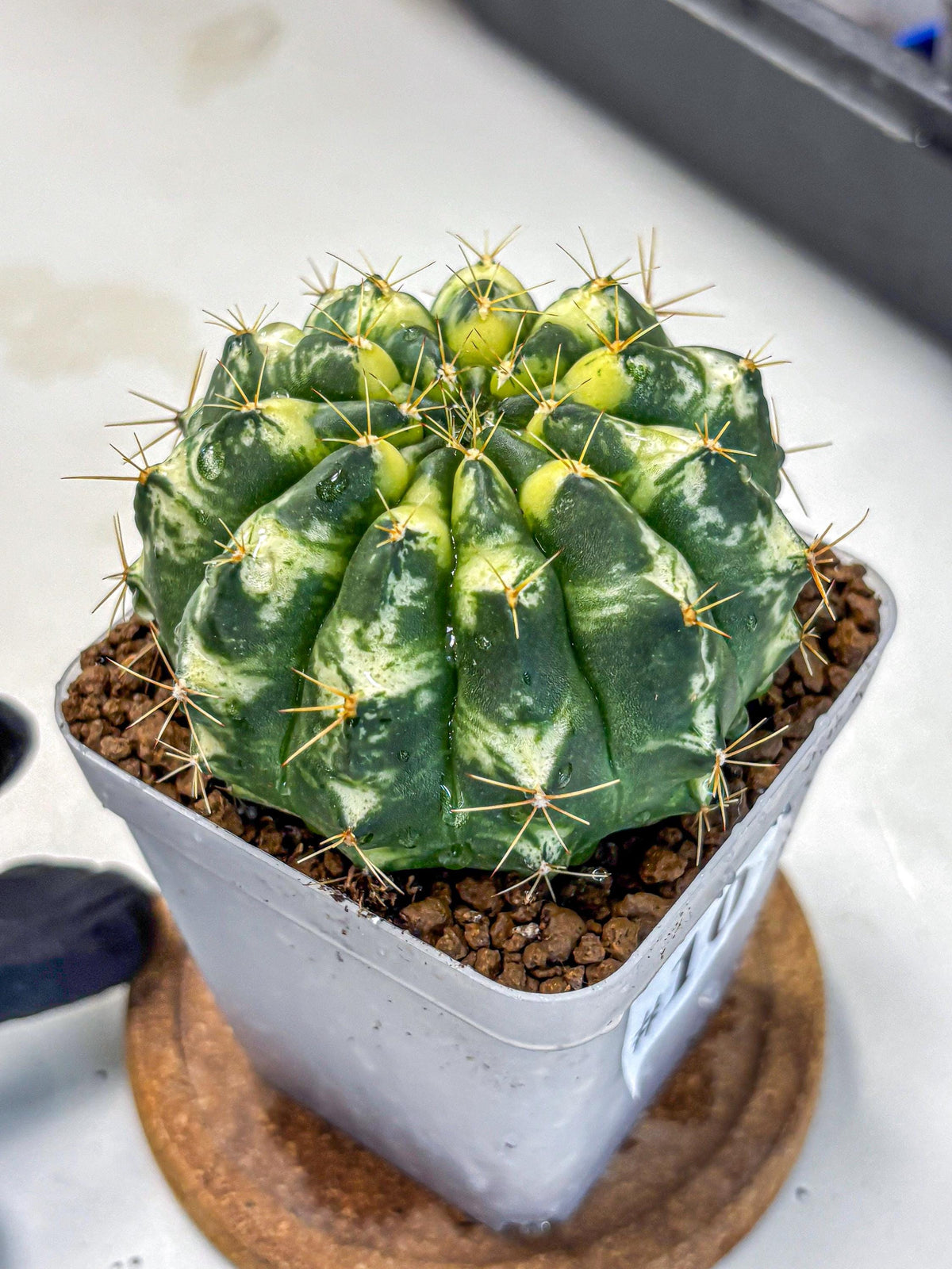 Gymnocalycium Cat Eye (gy6) (b3) | Special Hybrid cactus
