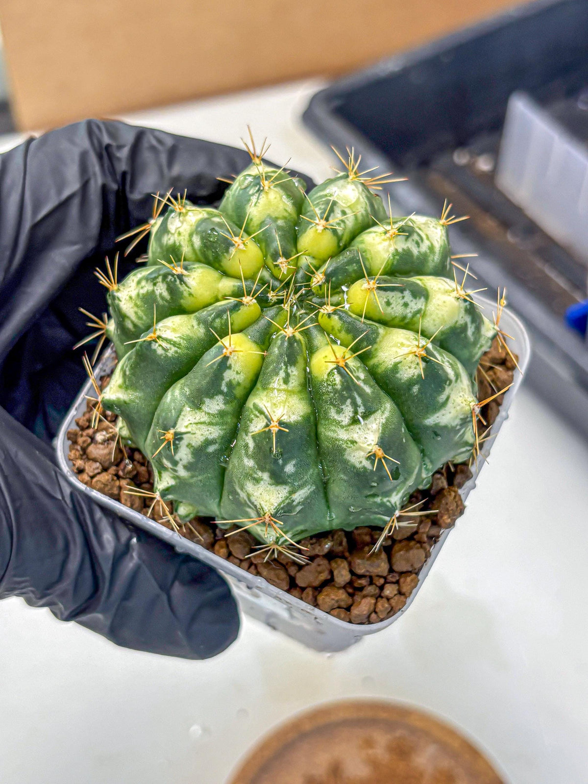 Gymnocalycium Cat Eye (gy6) (b3) | Special Hybrid cactus