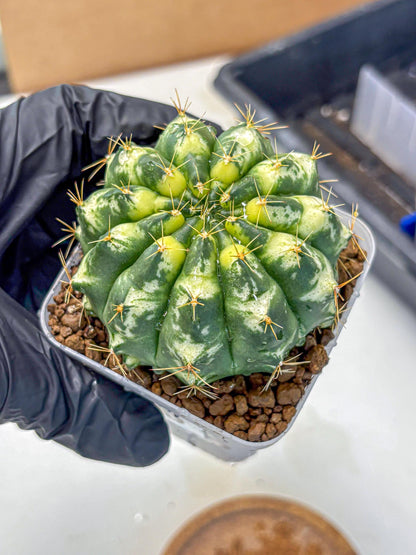 Gymnocalycium Cat Eye (gy6) (b3) | Special Hybrid cactus