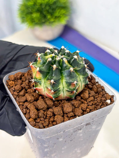 Gymnocalycium Obama (gy6) (11) | Variegated cactus