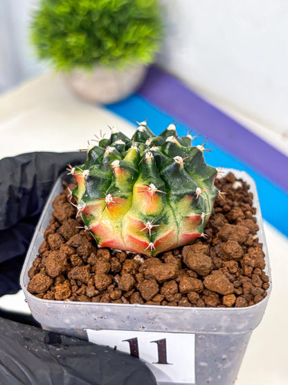 Gymnocalycium Obama (gy6) (11) | Variegated cactus