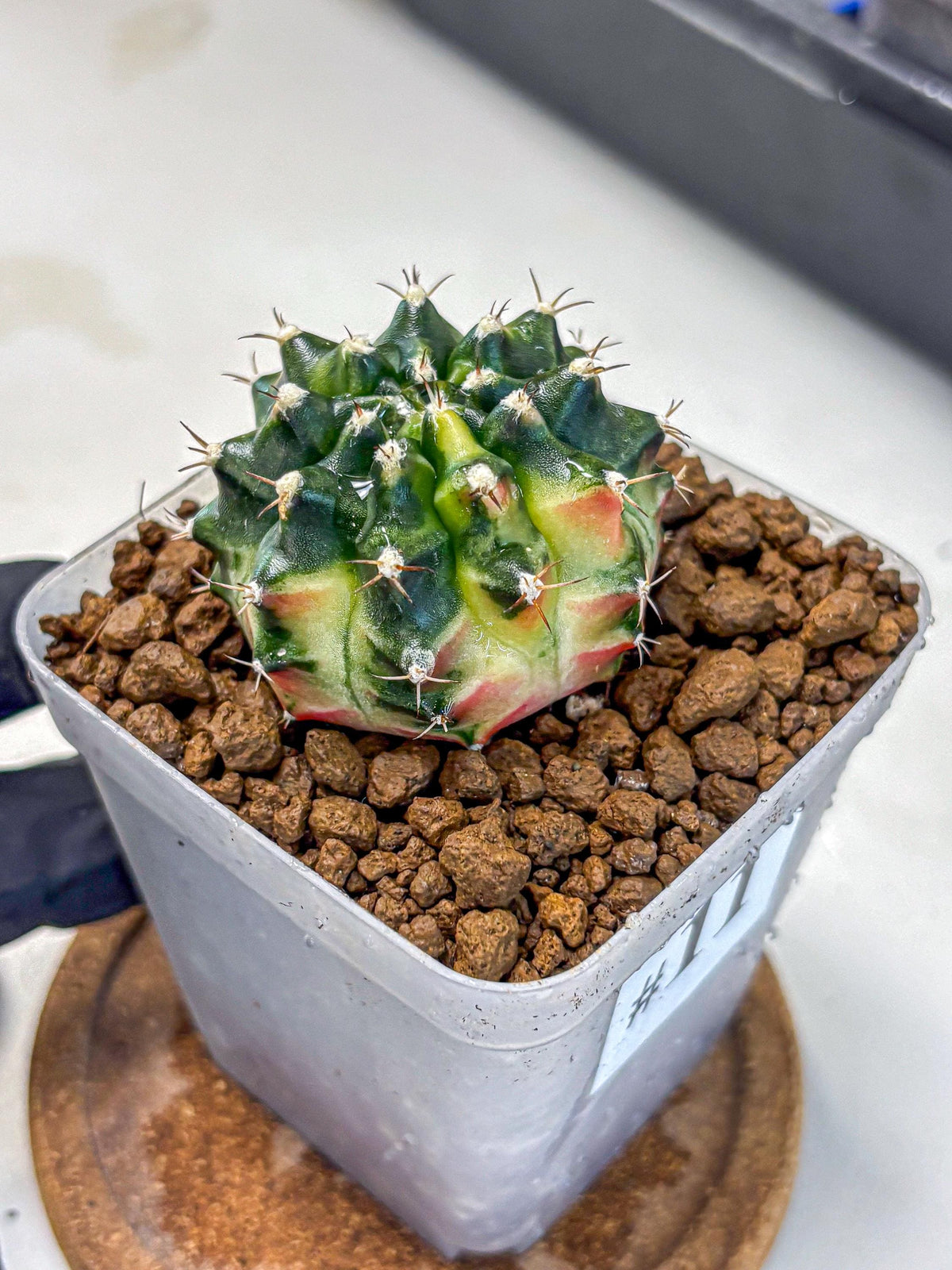 Gymnocalycium Obama (gy6) (11) | Variegated cactus