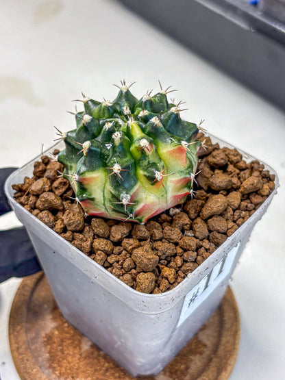 Gymnocalycium Obama (gy6) (11) | Variegated cactus