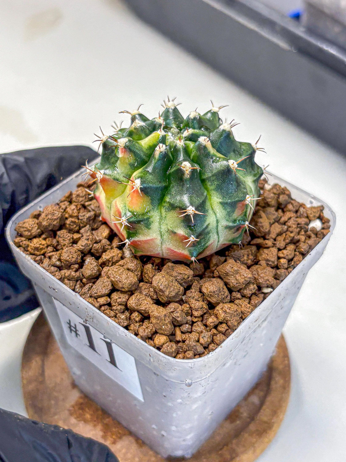Gymnocalycium Obama (gy6) (11) | Variegated cactus