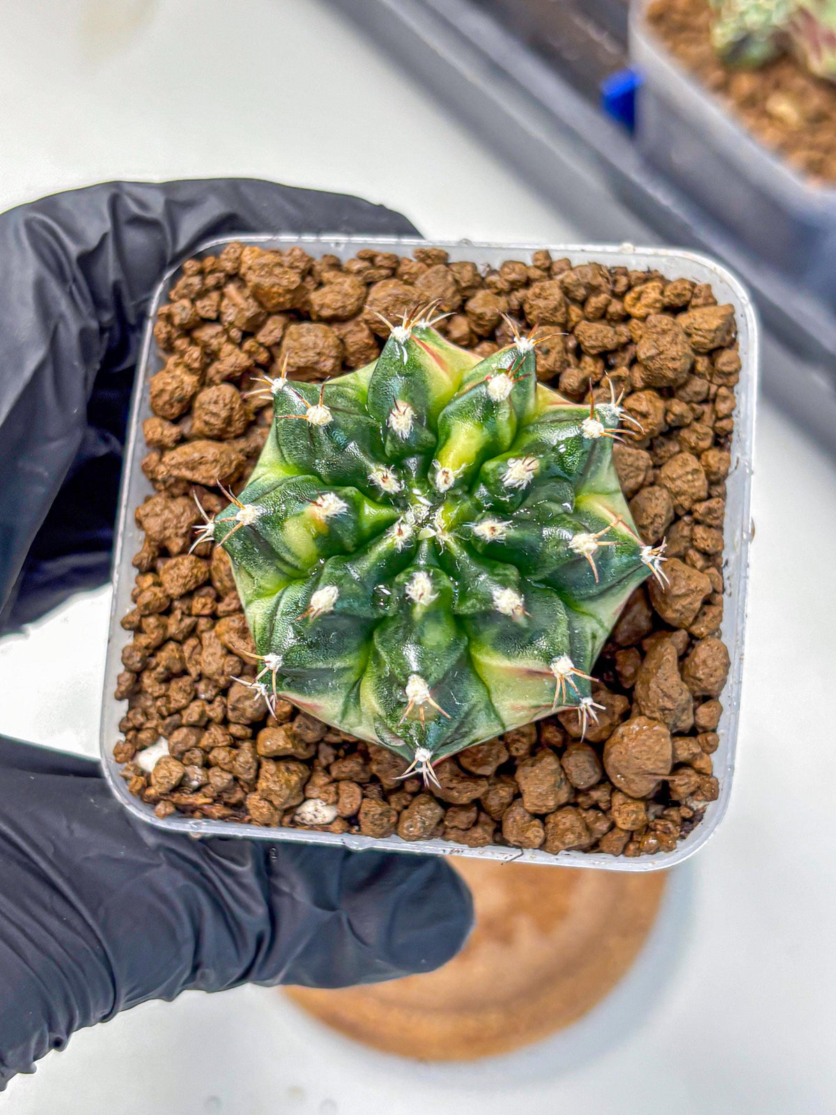 Gymnocalycium Obama (gy6) (11) | Variegated cactus