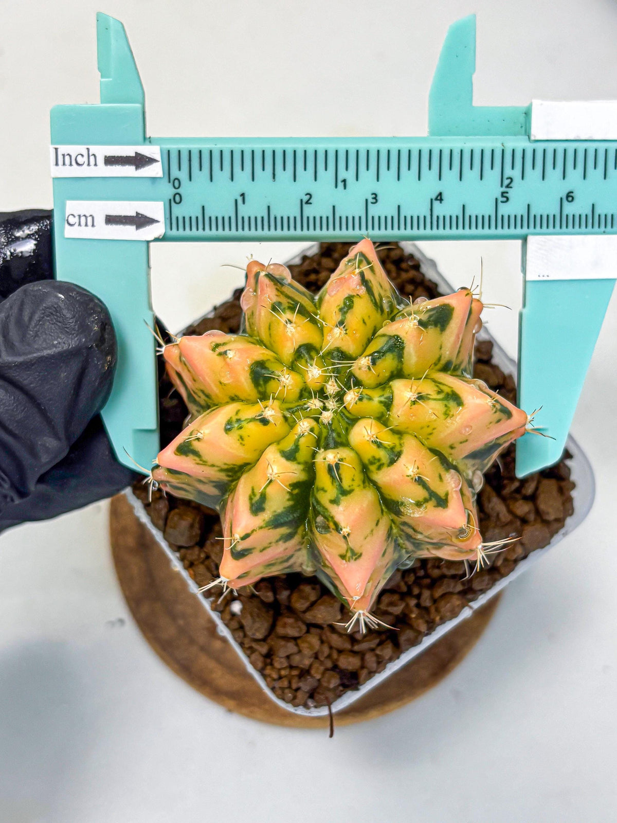 Gymnocalycium Starlight (gy7) (r1) | Rare Hybrid cactus