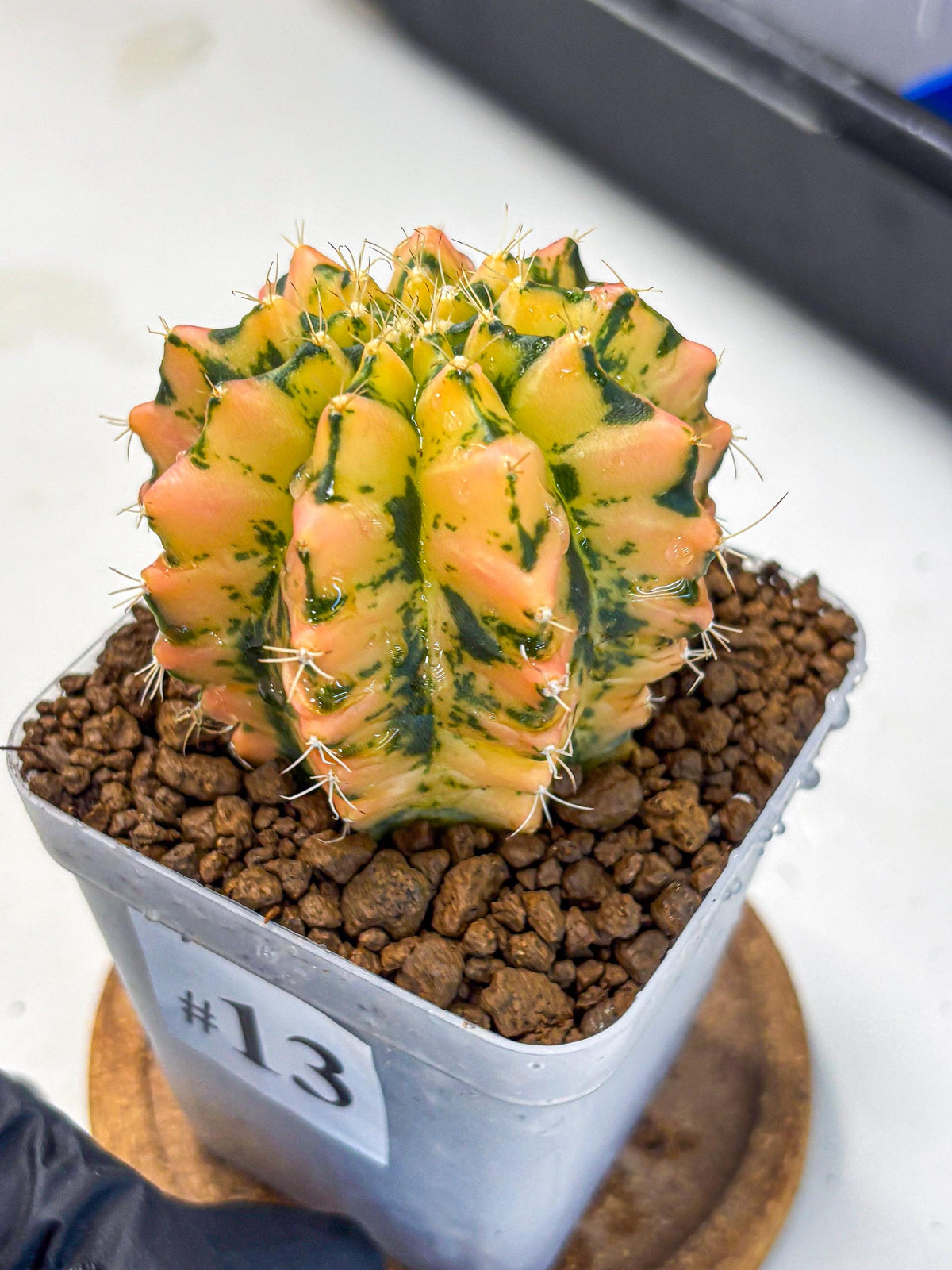 Gymnocalycium Starlight (gy7) (r1) | Rare Hybrid cactus