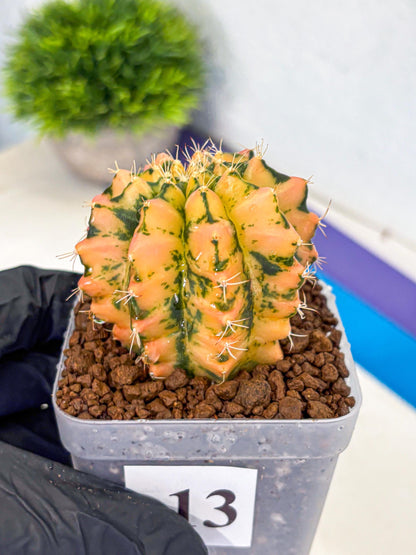 Gymnocalycium Starlight (gy7) (r1) | Rare Hybrid cactus