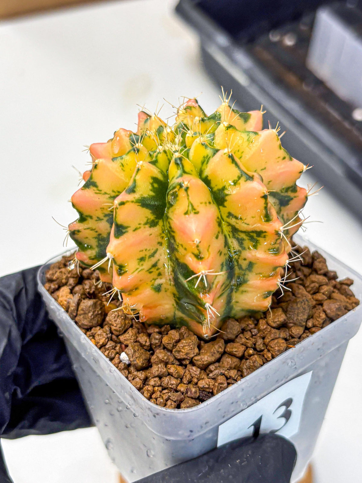 Gymnocalycium Starlight (gy7) (r1) | Rare Hybrid cactus