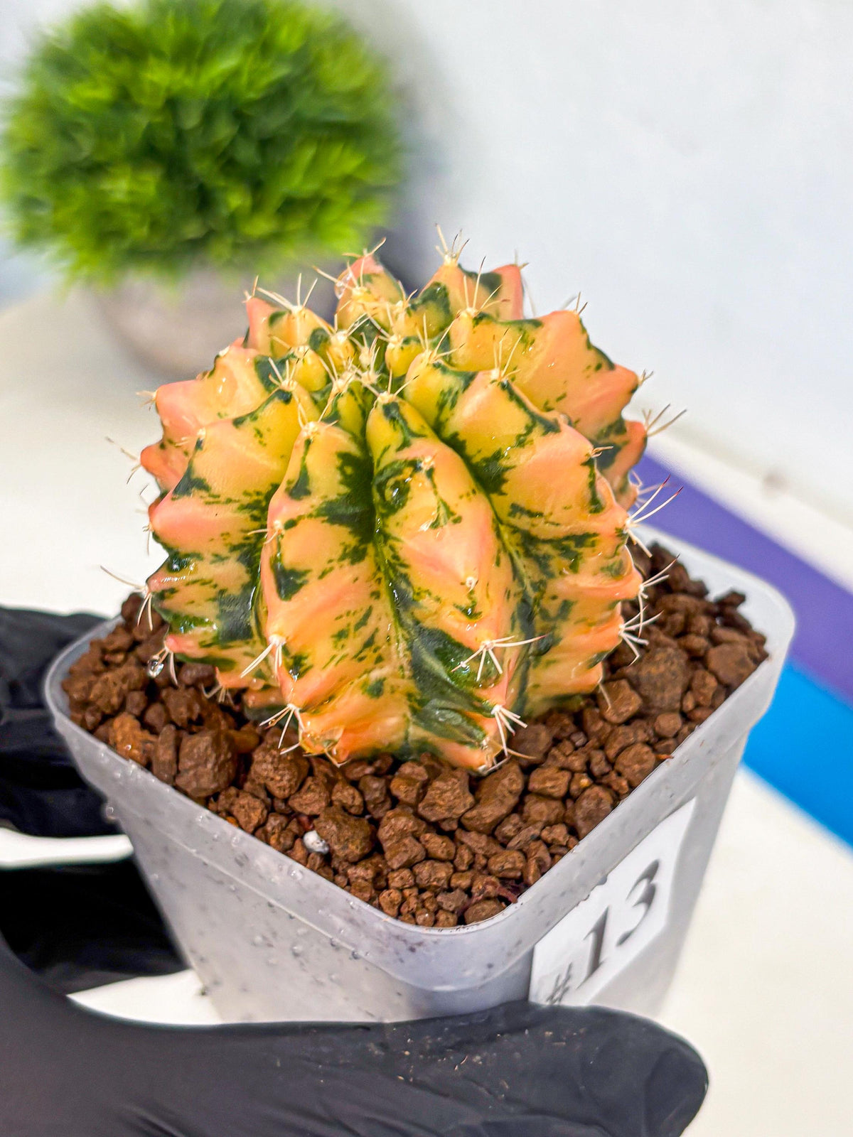 Gymnocalycium Starlight (gy7) (r1) | Rare Hybrid cactus