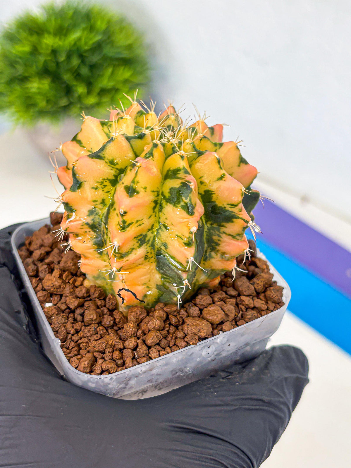 Gymnocalycium Starlight (gy7) (r1) | Rare Hybrid cactus