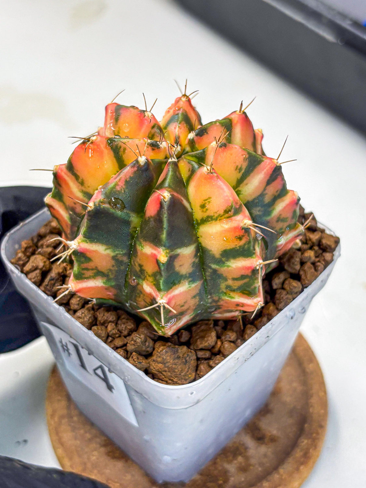 Gymnocalycium Dalah (gy7) (r5) | Rare Hybrids