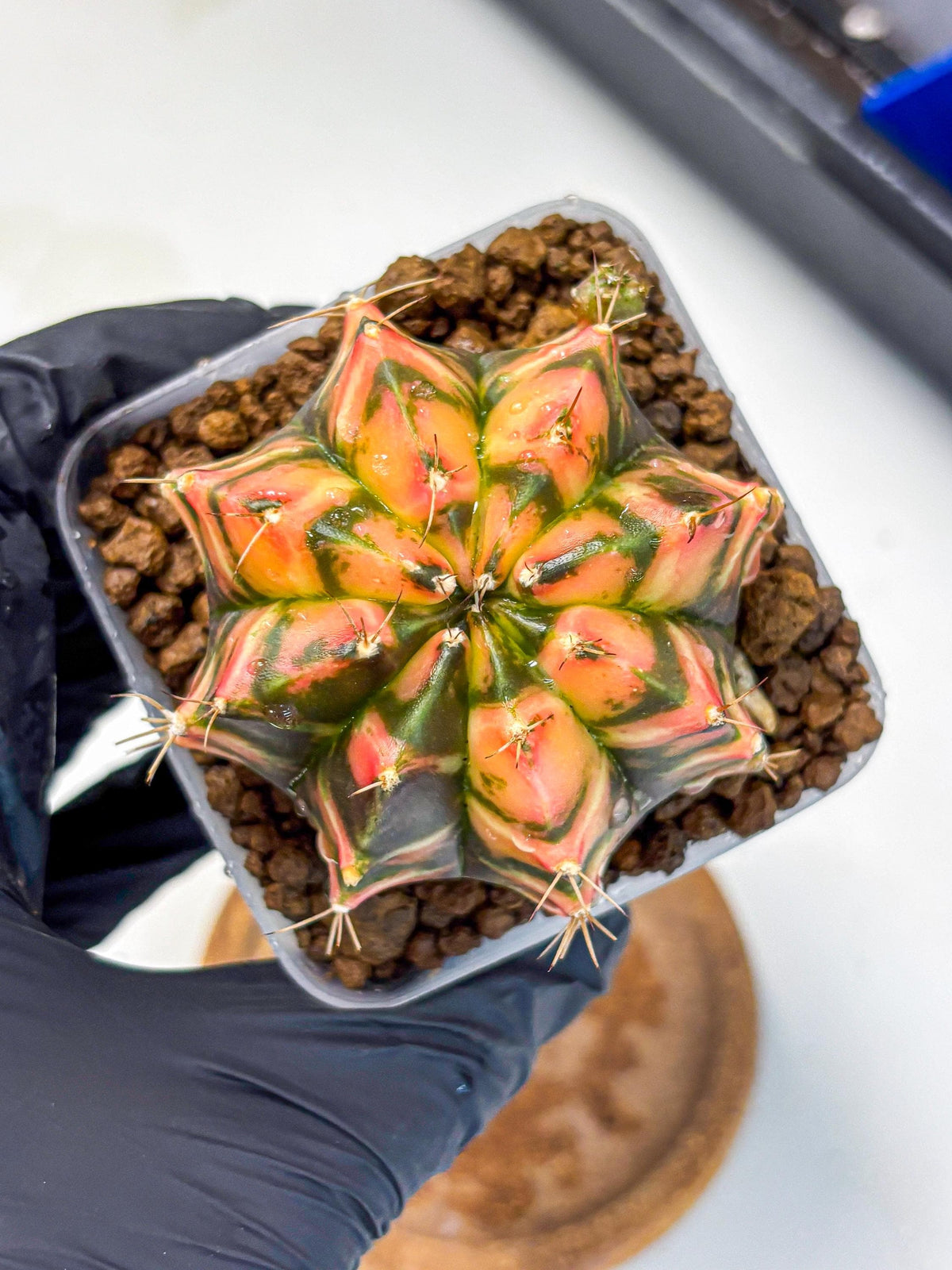 Gymnocalycium Dalah (gy7) (r5) | Rare Hybrids