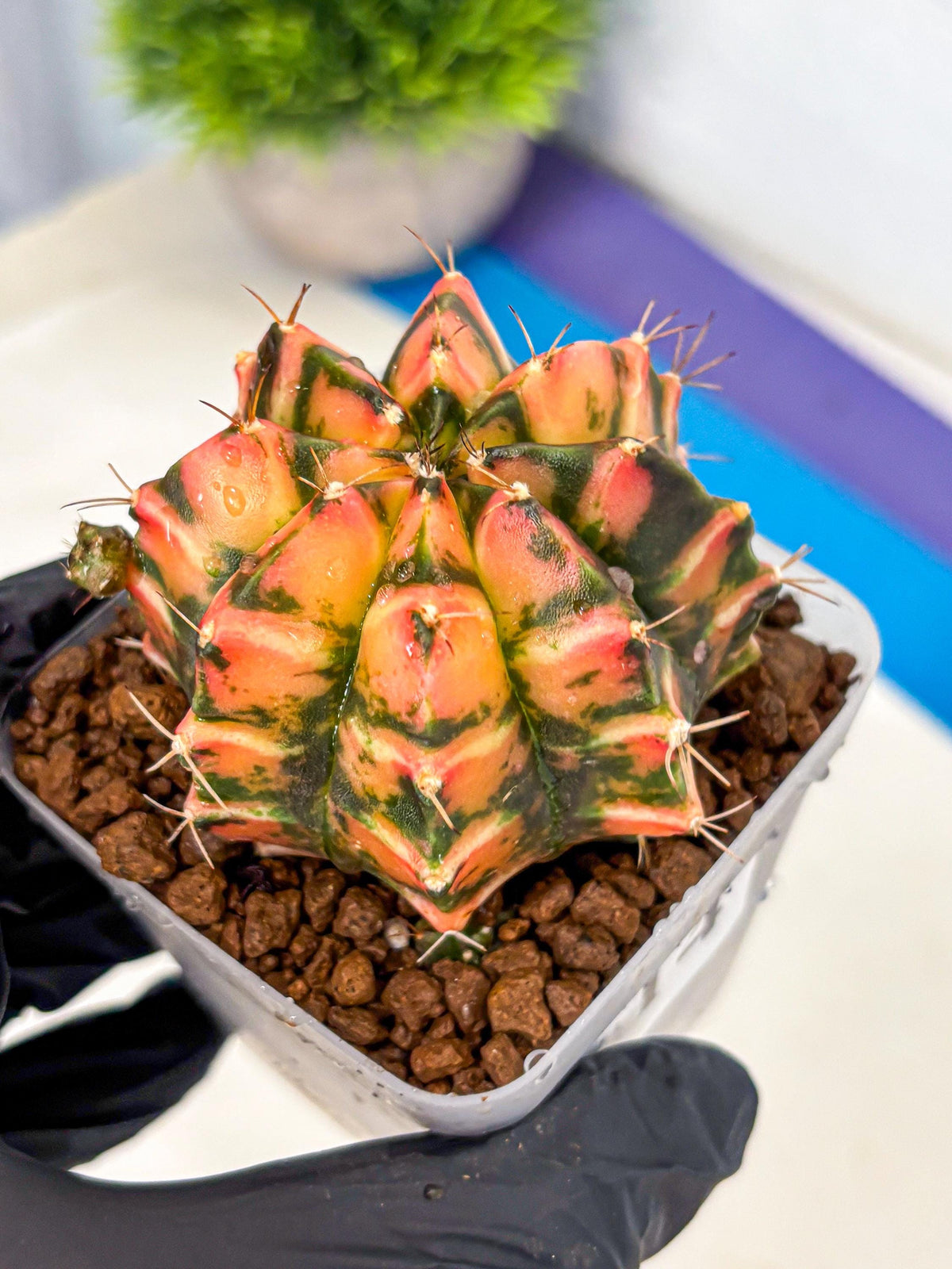 Gymnocalycium Dalah (gy7) (r5) | Rare Hybrids