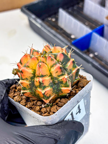 Gymnocalycium Dalah (gy7) (r5) | Rare Hybrids