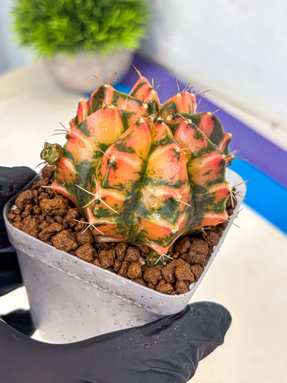 Gymnocalycium Dalah (gy7) (r5) | Rare Hybrids