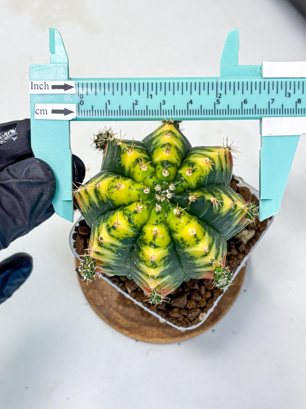 Gymnocalycium Mandarin (gy7) (g4) | Rare Hybrid cactus