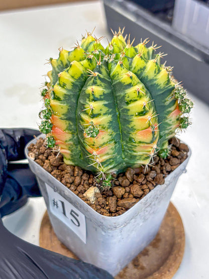 Gymnocalycium Mandarin (gy7) (g4) | Rare Hybrid cactus