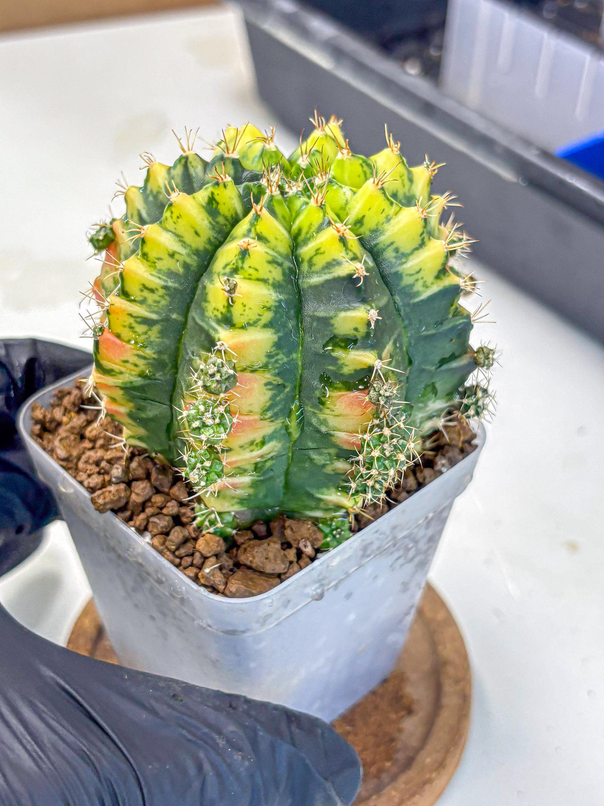 Gymnocalycium Mandarin (gy7) (g4) | Rare Hybrid cactus