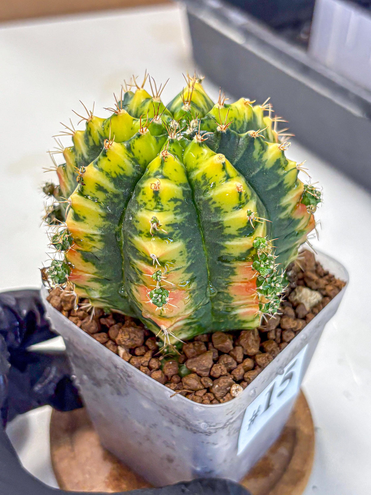 Gymnocalycium Mandarin (gy7) (g4) | Rare Hybrid cactus