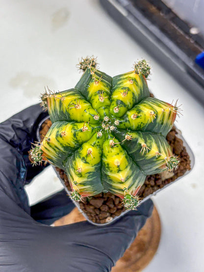 Gymnocalycium Mandarin (gy7) (g4) | Rare Hybrid cactus