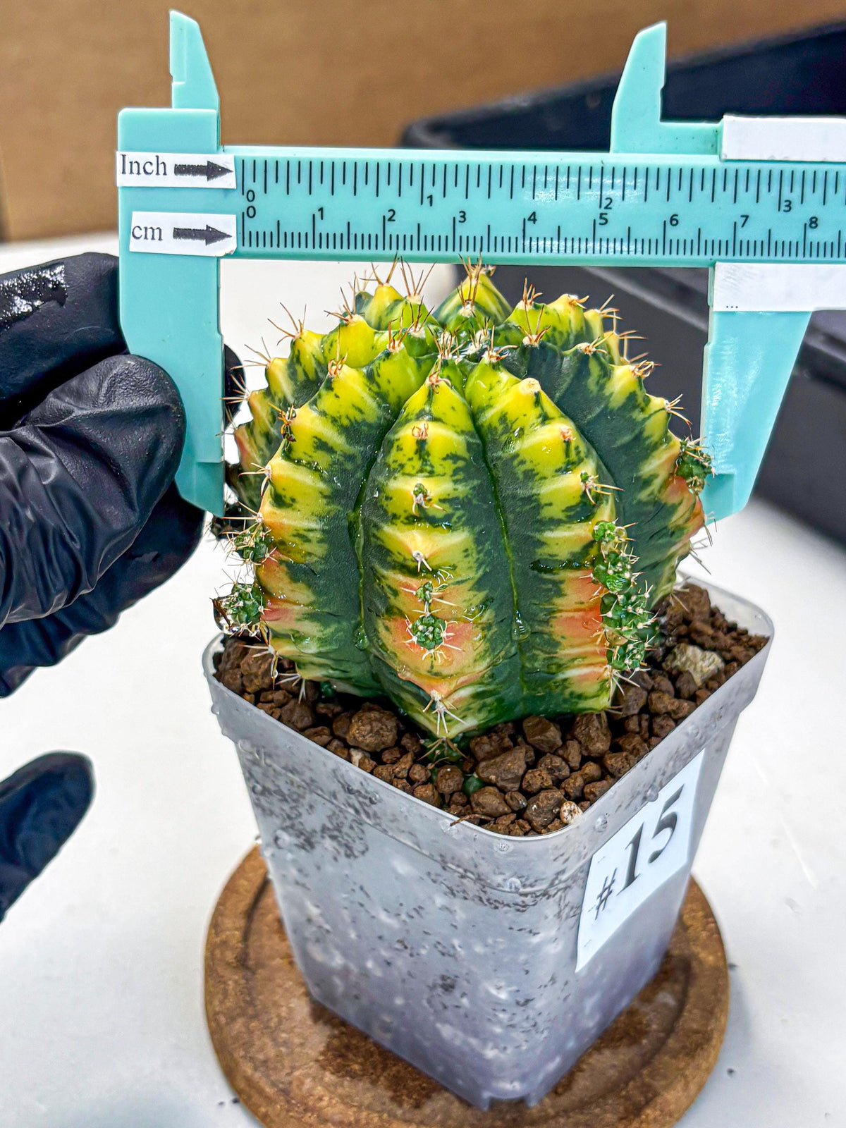 Gymnocalycium Mandarin (gy7) (g4) | Rare Hybrid cactus