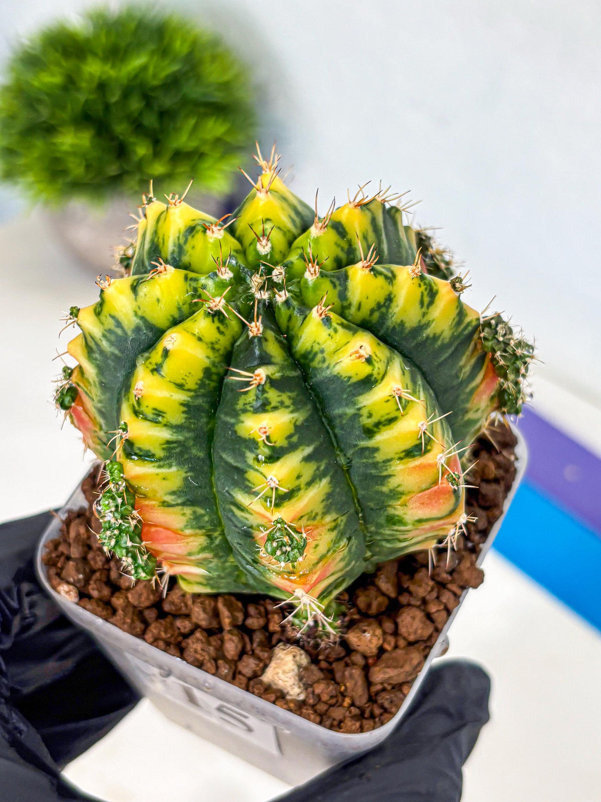 Gymnocalycium Mandarin (gy7) (g4) | Rare Hybrid cactus