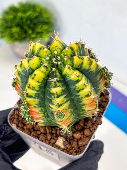 Gymnocalycium Mandarin (gy7) (g4) | Rare Hybrid cactus