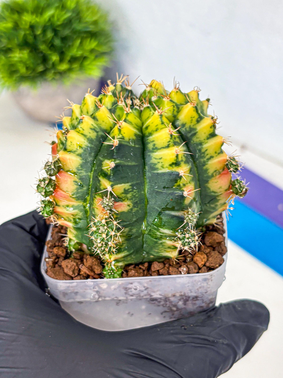Gymnocalycium Mandarin (gy7) (g4) | Rare Hybrid cactus