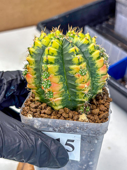 Gymnocalycium Mandarin (gy7) (g4) | Rare Hybrid cactus