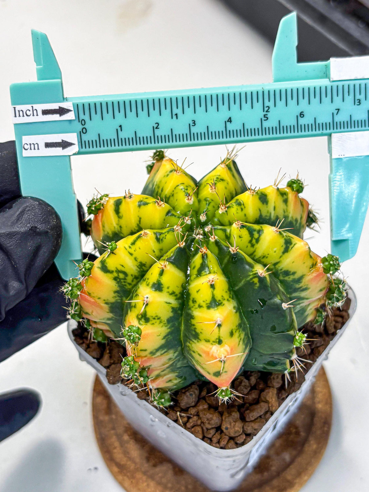 Gymnocalycium Mandarin (gy7) (g3) | Rare Hybrid cactus