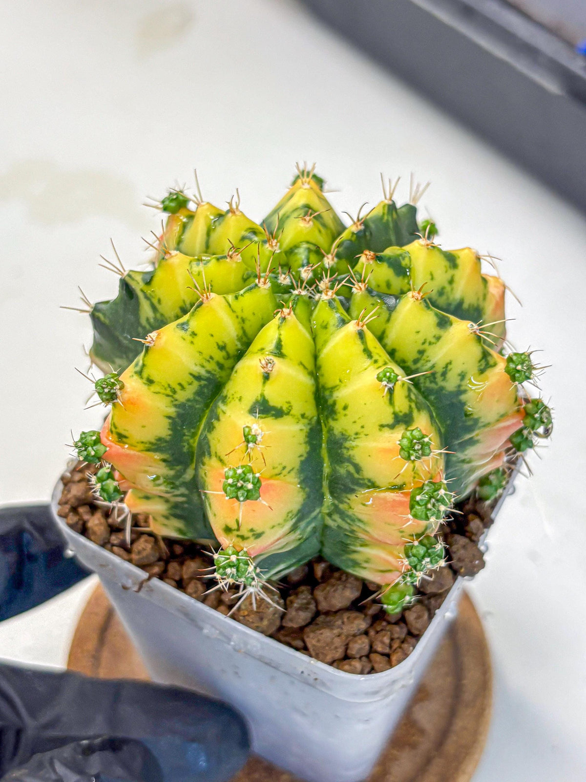 Gymnocalycium Mandarin (gy7) (g3) | Rare Hybrid cactus