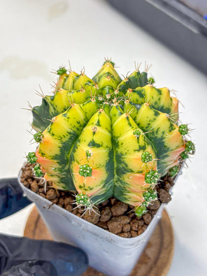 Gymnocalycium Mandarin (gy7) (g3) | Rare Hybrid cactus