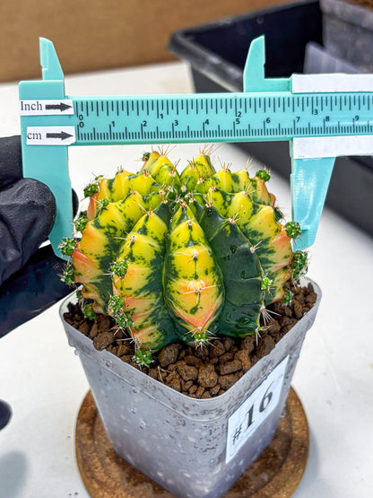 Gymnocalycium Mandarin (gy7) (g3) | Rare Hybrid cactus
