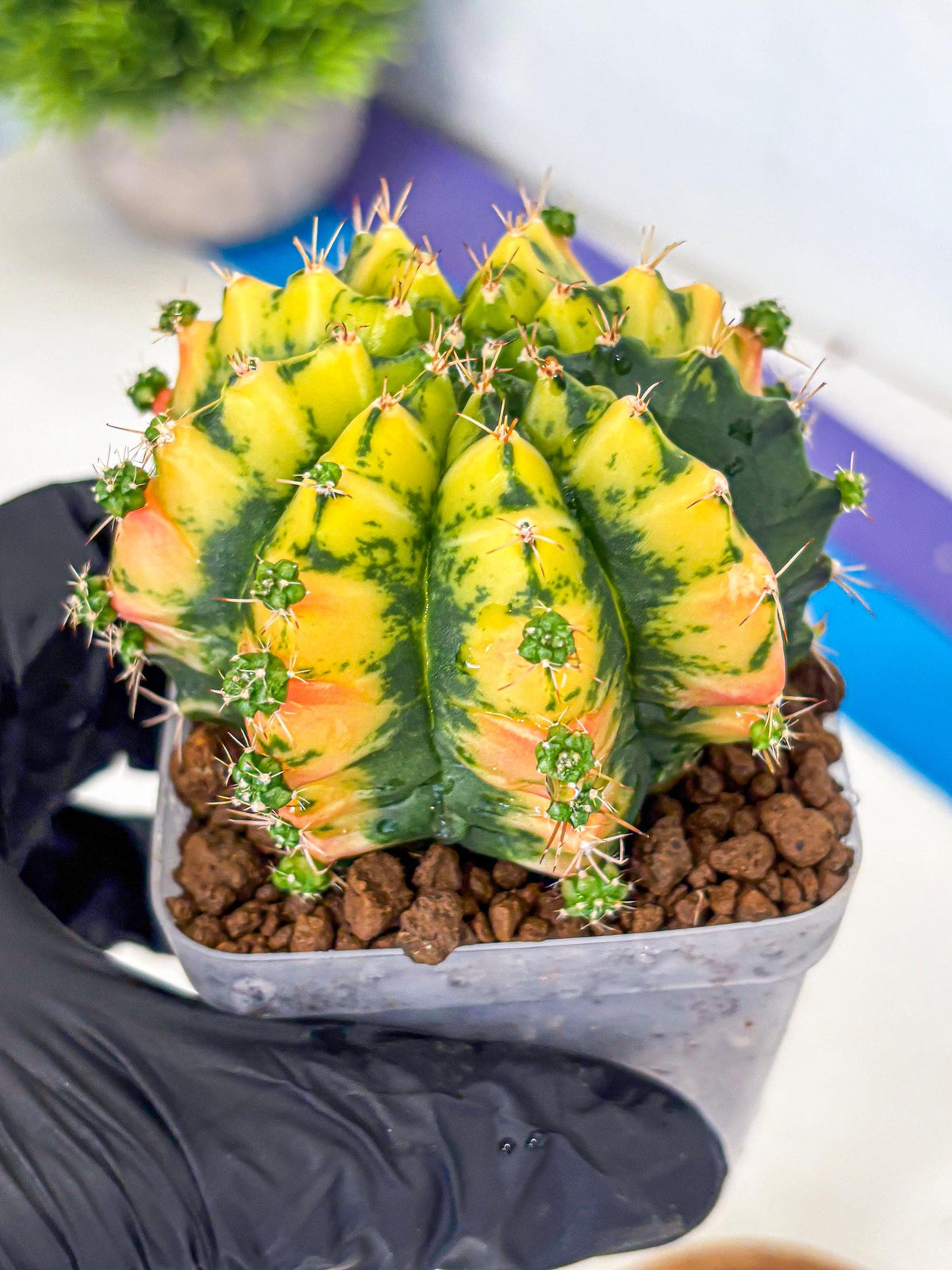 Gymnocalycium Mandarin (gy7) (g3) | Rare Hybrid cactus