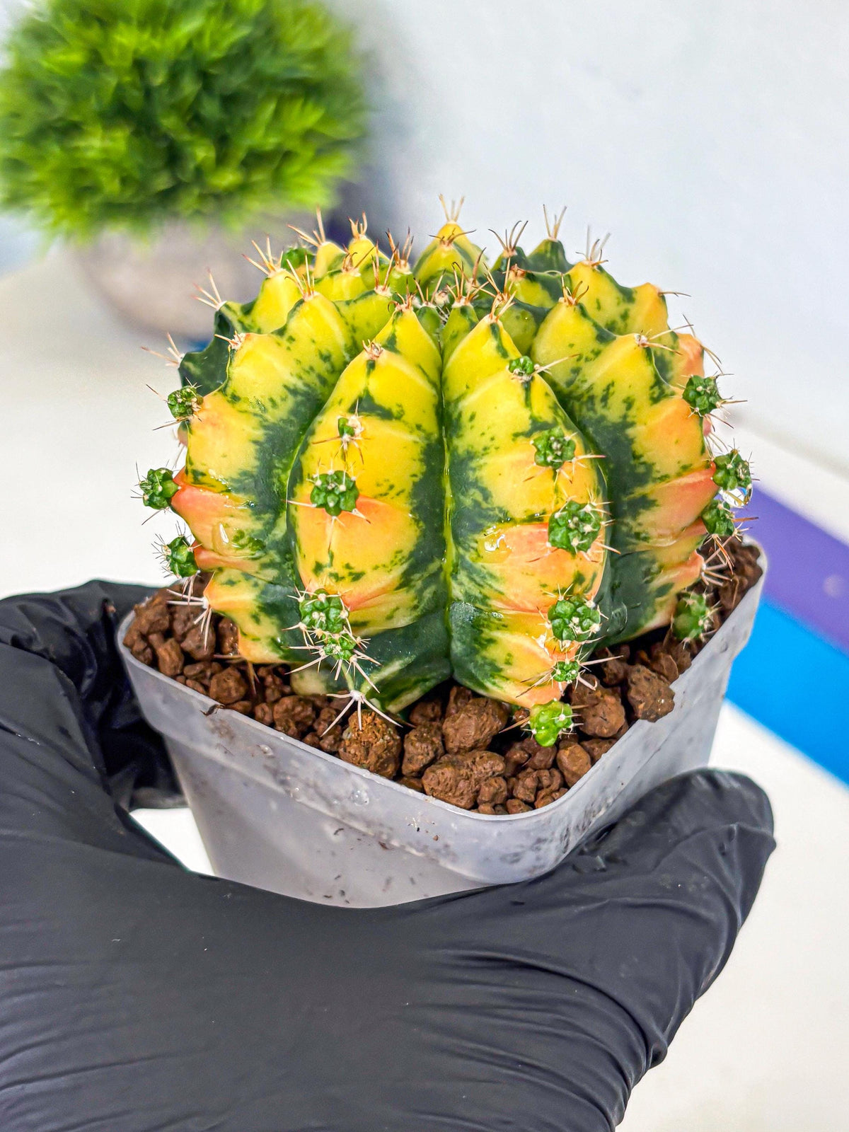 Gymnocalycium Mandarin (gy7) (g3) | Rare Hybrid cactus