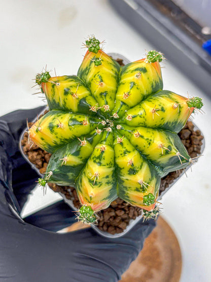 Gymnocalycium Mandarin (gy7) (g3) | Rare Hybrid cactus
