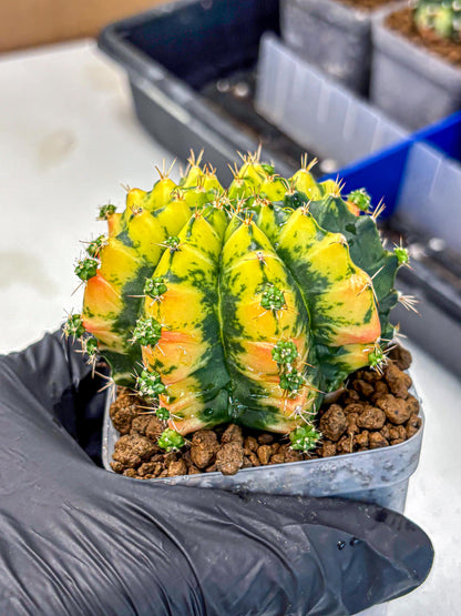 Gymnocalycium Mandarin (gy7) (g3) | Rare Hybrid cactus