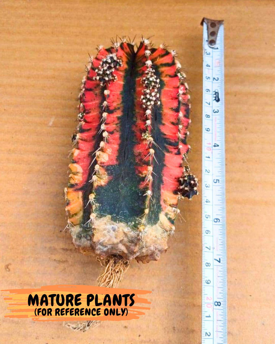 Gymnocalycium Honey Orange (gy7) (b2) | Rare Hybrid cactus