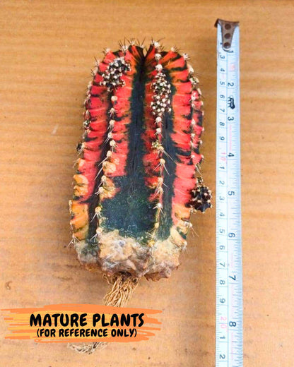 Gymnocalycium Honey Orange (gy7) (b2) | Rare Hybrid cactus